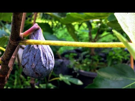 Fig Tree Not Fruiting 的图像结果