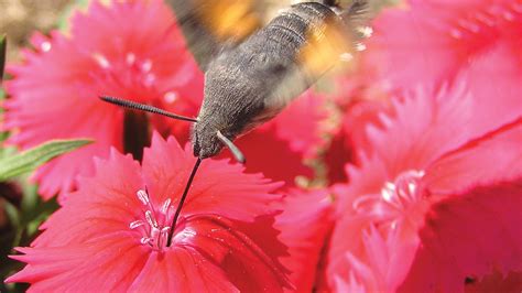 Image result for Moth Insect