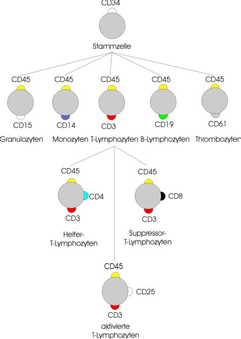 Cluster of differentiation - wikidoc