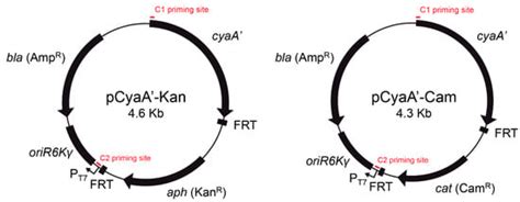 Microorganisms | Special Issue : Type III Secretion Systems in Human ...