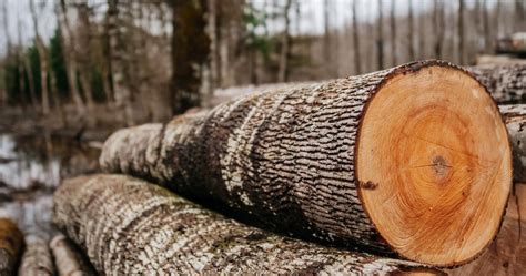 Holz mich doch hier raus: Warum du für Wertholz keinen Dschungel ...