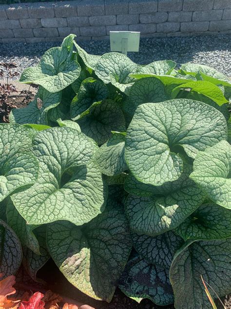 Out at the Smith Gardens, Inc. Trial garden 2023! What a great spread ...