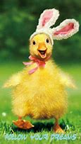Image result for Easter Baby Animals