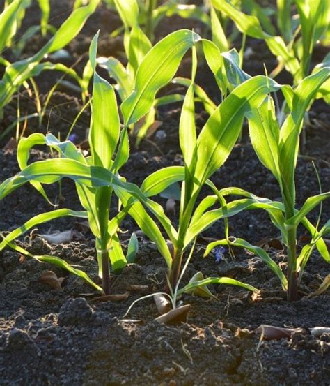 Arduino | Electronics Component | Robot | Raspberry PI | IOT | RC Parts ...