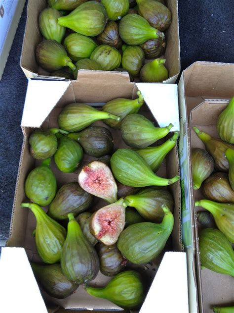 Fig Season Bay Area at Chester Whitney blog