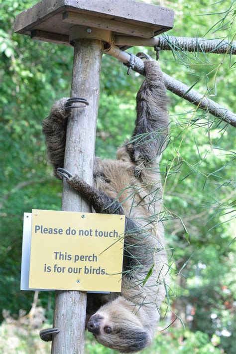 Image result for Linne's Two-Toed Sloth