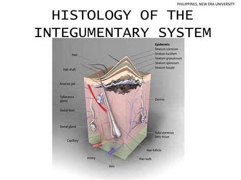SOLUTION: Histology of the integumentary system - Studypool