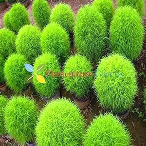 Kochia Green Grass Ball Flower Seeds : Amazon.in: Garden & Outdoors