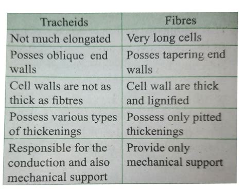 Write down the differences between tracheids and fibres.