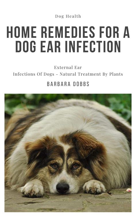 Yeast Infection Treatment Dog Ears at Joyce Sargent blog
