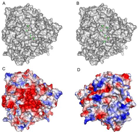 Multi-Copper Oxidases and Human Iron Metabolism