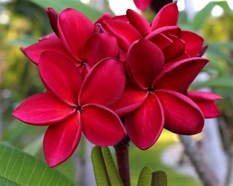 The Entacloo Red Plumeria/Frangipani flower/champa/kathchapa/wood ...