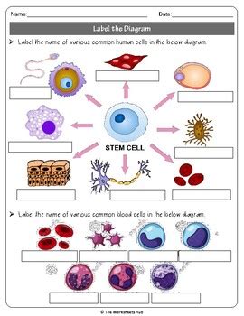 Image result for Appendix Statement Example