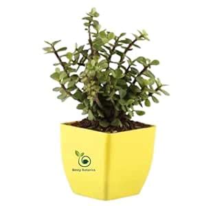 Binny Botanics LIve Jade Plant, Zed plant With Black Pot, Indoor ...