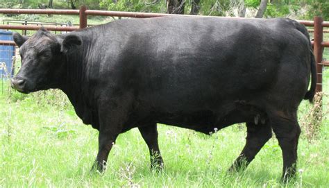 What Are Angus Cattle Known For at Britt Gilliard blog