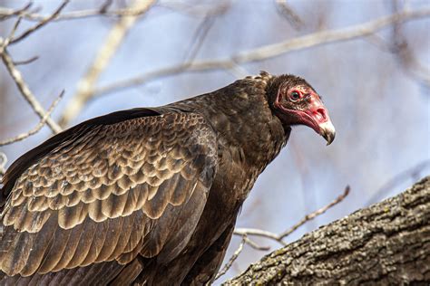Virginia Vultures Vs Buzzards
