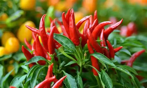 Know Your Ingredients: Bird's Eye Chilli