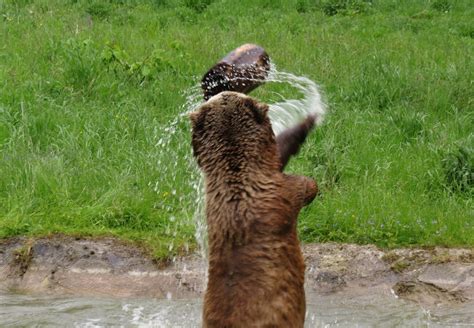 Bears Being Goofy - FOUR PAWS International - Animal Welfare Organisation