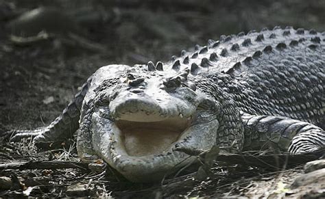 Crocodile Attacks Humans 的图像结果
