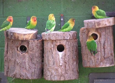 Image result for How Do You Make Nesting Box for Parakeets