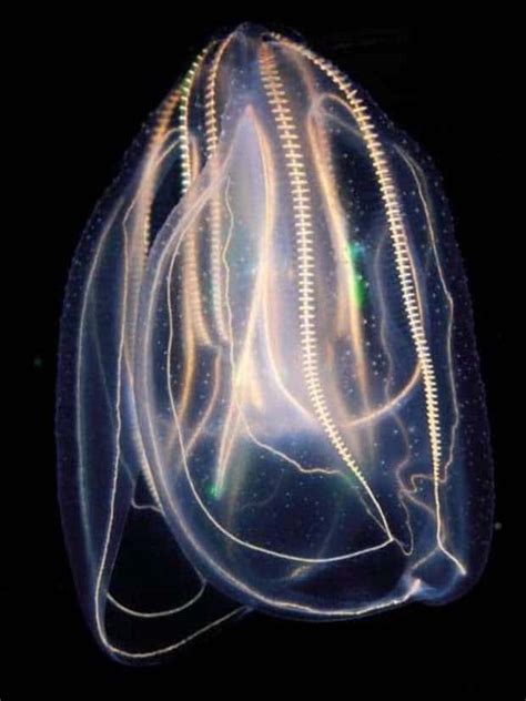 Alien Animals 的图像结果