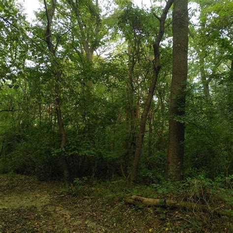 Nature Forest 的图像结果