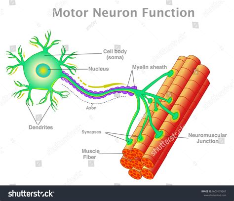 Labeled Neuromuscular Junction