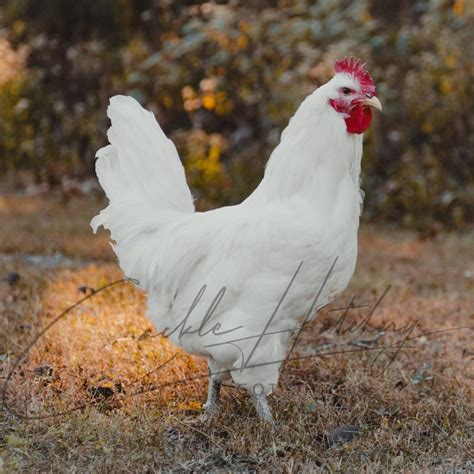 White Jersey Giant Chicken - Baby Chicks for Sale | Cackle Hatchery®