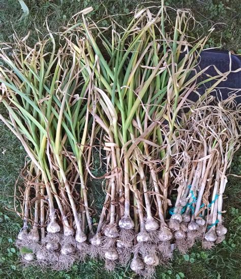 How to Harvest & Cure Garlic - SproutedGarden.com