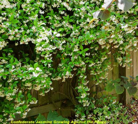 Jasmine Plant Trellis at Mary Hammon blog