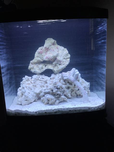 Image result for BioCube Filter Setup