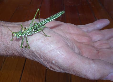 Katydid Predators