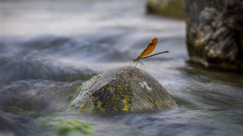 The Jamoon | Resorts In Corbett | Gallery