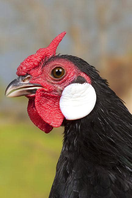 Java Animals 的图像结果