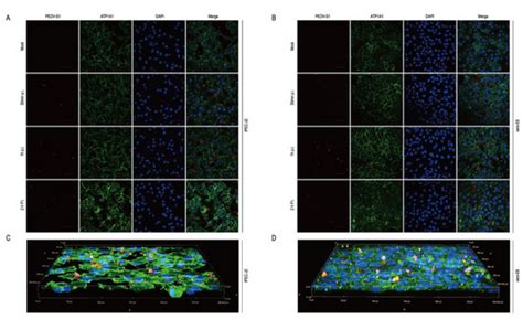 The Alpha-1 Subunit of the Na+/K+-ATPase (ATP1A1) Is a Host Factor ...