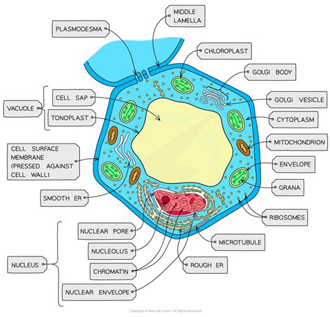 Eukaryotic Cell Structure | HL IB Biology Revision Notes 2025
