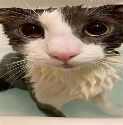 Wet Cat Meme