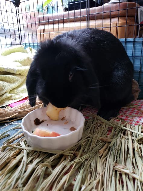 Can Baby Bunnies Have Apple Sticks at Geri Hodge blog