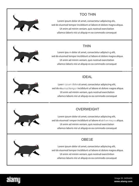 Cat weight chart infographic table. Kitties profiles with normal and ...