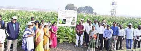 Germplasm Field Day on Commercial Crops Organised | ICAR