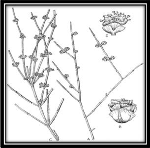 Image result for Electron Affinity SnO2