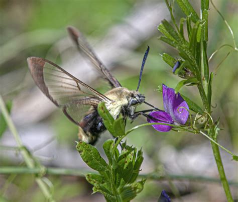 Snowberry Clearwing Moth | Mike Powell