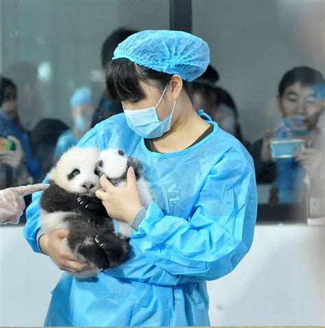 为国卖萌的大熊猫，才是真正的中国第一网红|熊猫|饲养员|巴斯_新浪军事_新浪网
