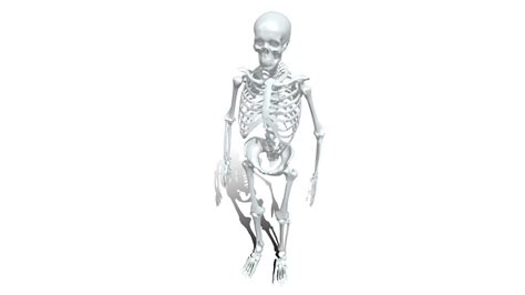 Image result for Model of Skeleton