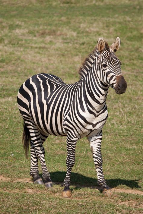 All sizes | 2013-07-06-10h51m14.272P6196 | Flickr - Photo Sharing! | Zebra pictures, Zebras, Zebra