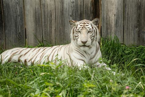Animal Parks & Zoos in Laurel Highlands | Wildlife Parks