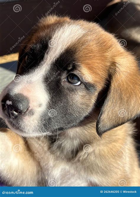 How Much Are St Bernard Husky Mix Puppies