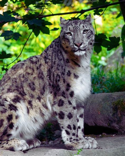 Snow Leopard - Animals & Experiences - Oglebay Good Zoo, WV