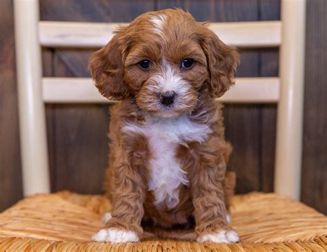 Image result for Poodle Cavapoo