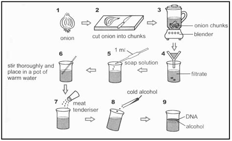 Image result for Grade 12 Life Science Life Science Experiments